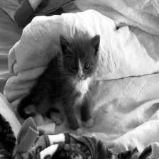 Image cat1995 equalized