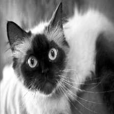 Image cat8343 equalized