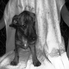 Image dog11082 equalized