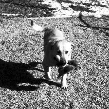 Image dog1545 equalized