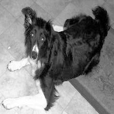 Image dog5494 equalized